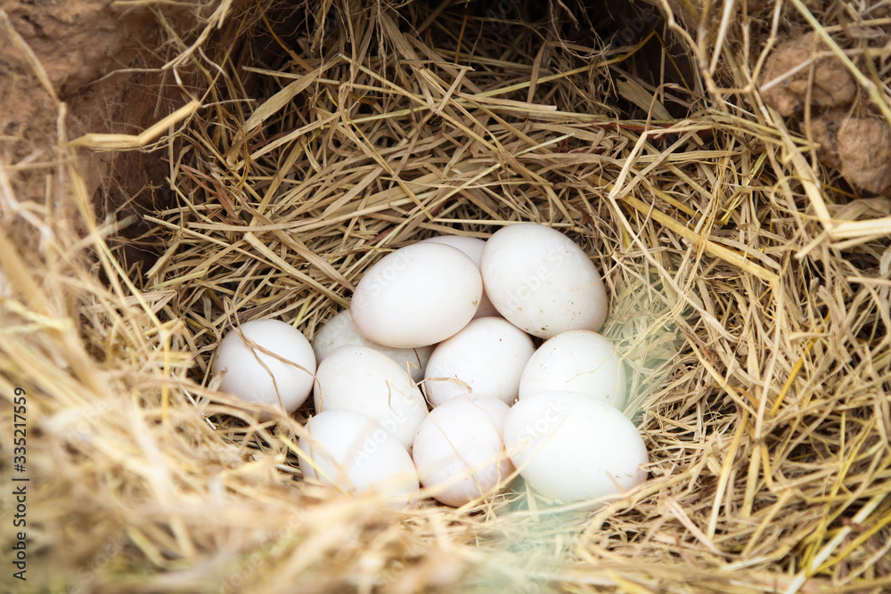 Fresh White duck eggs in a nest in straw. In the burrow. Rural life. Poultry ecological farm background. Top view. Rural still life, natural organic healthy food concept. Copy space.