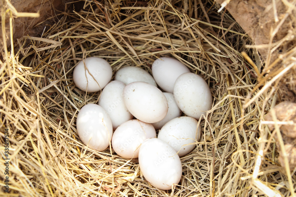 Fresh White duck eggs in a nest in straw. In the burrow. Rural life. Poultry ecological farm background. Top view. Rural still life, natural organic healthy food concept. Copy space. Fresh White duck eggs in a nest in straw. In the burrow. Rural life. Poultry ecological farm background. Top view. Rural still life, natural organic healthy food concept. Copy space.