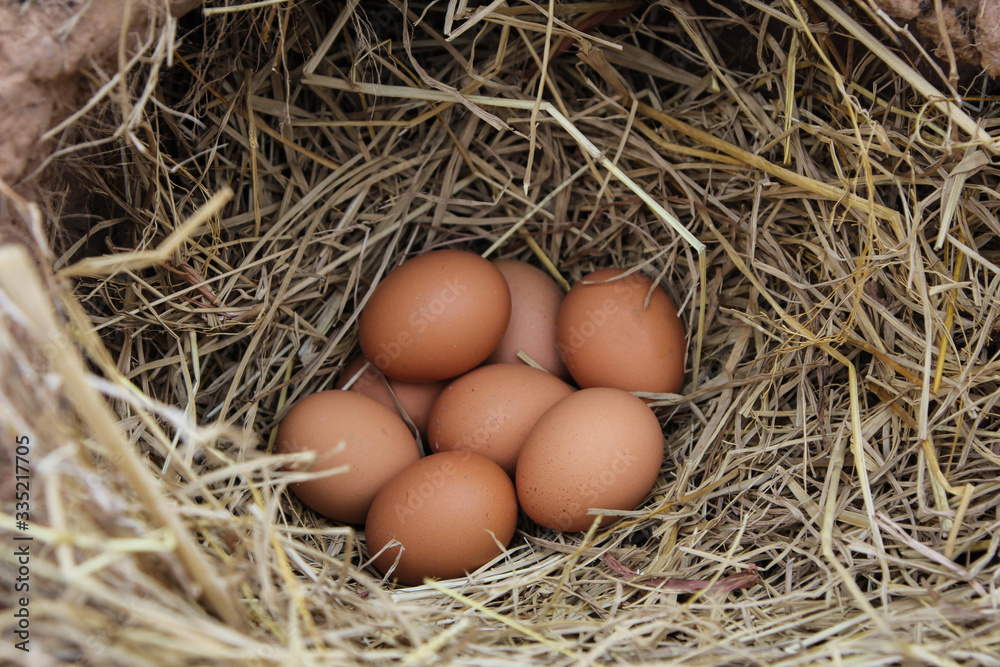 Fresh brown eggs in a nest in straw. In the burrow. Rural life. Poultry ecological farm background. Top view. Rural still life, natural organic healthy food concept. Copy space.