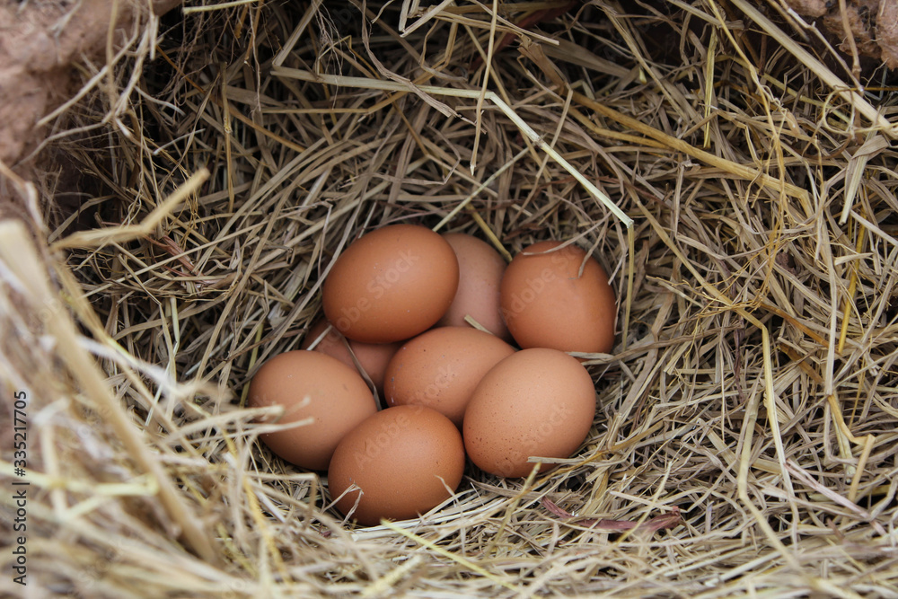 Fresh brown eggs in a nest in straw. In the burrow. Rural life. Poultry ecological farm background. Top view. Rural still life, natural organic healthy food concept. Copy space. Fresh brown eggs in a nest in straw. In the burrow. Rural life. Poultry ecological farm background. Top view. Rural still life, natural organic healthy food concept. Copy space.
