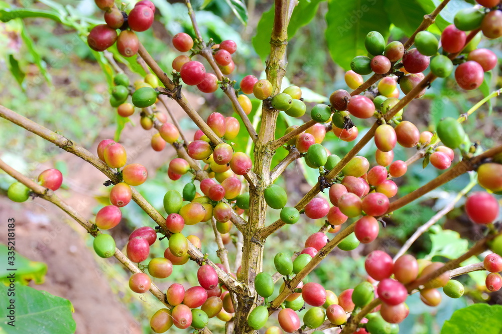 Coffee berries on branch and leaves coffee in plantation. Coffee berries on branch and leaves coffee in plantation.