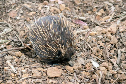 the short nosed echidna is searching for ants