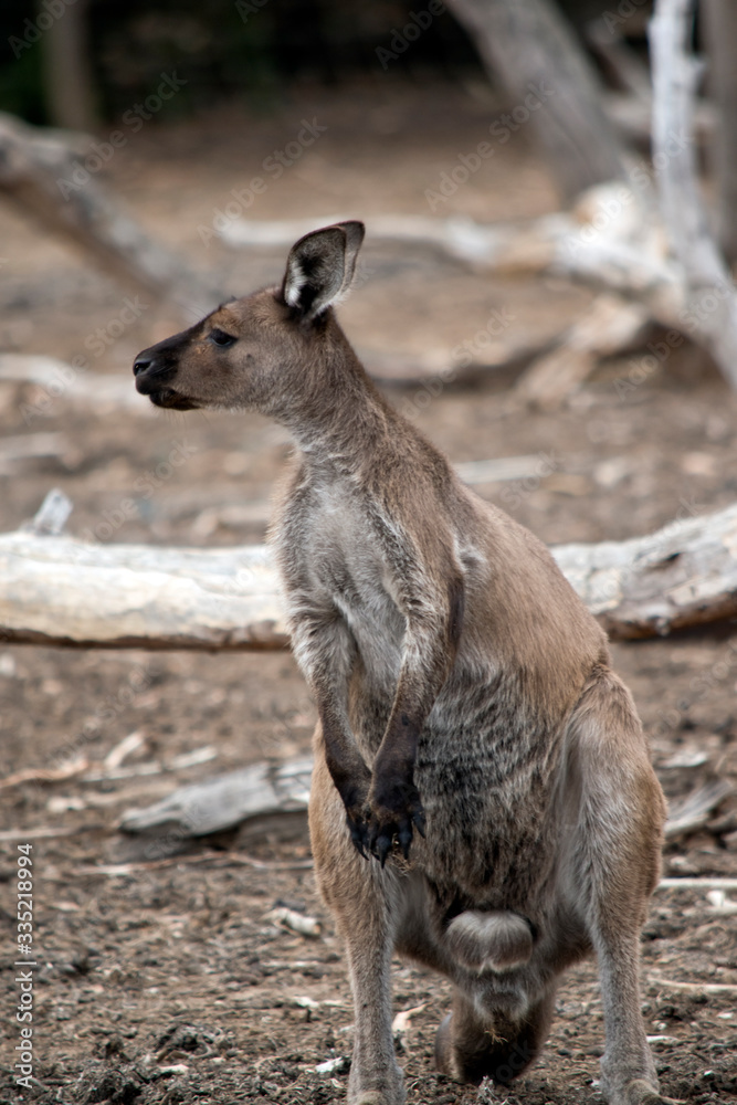 this is a male western grey kangaroo