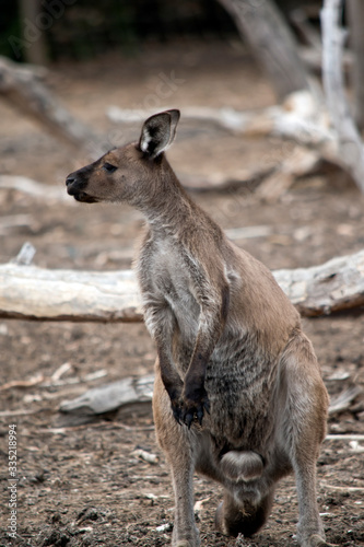 this is a male western grey kangaroo