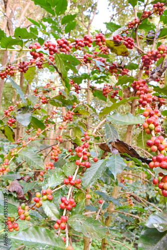 Coffee berries on tree of branch in plantation.