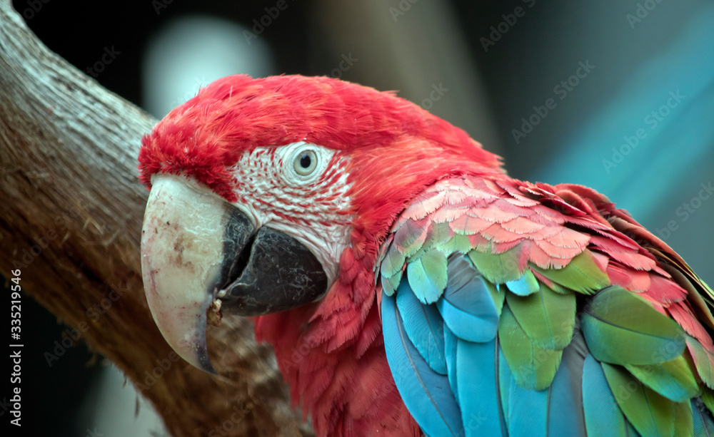 this is a close up of a red-and-green macaw