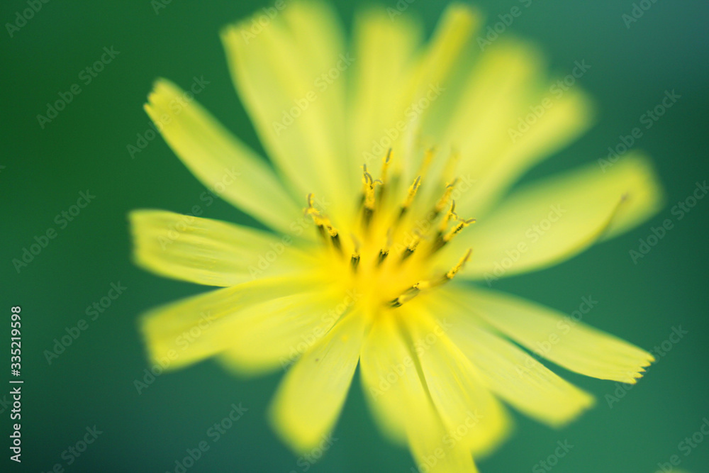 A close up shot of the stamens of Bidens Common on the grass A close up shot of the stamens of Bidens Common on the grass