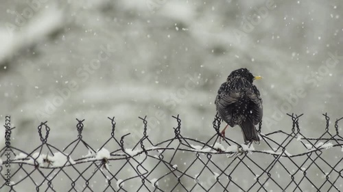 Sturnus vulgaris sitting in the snow in winter time footage