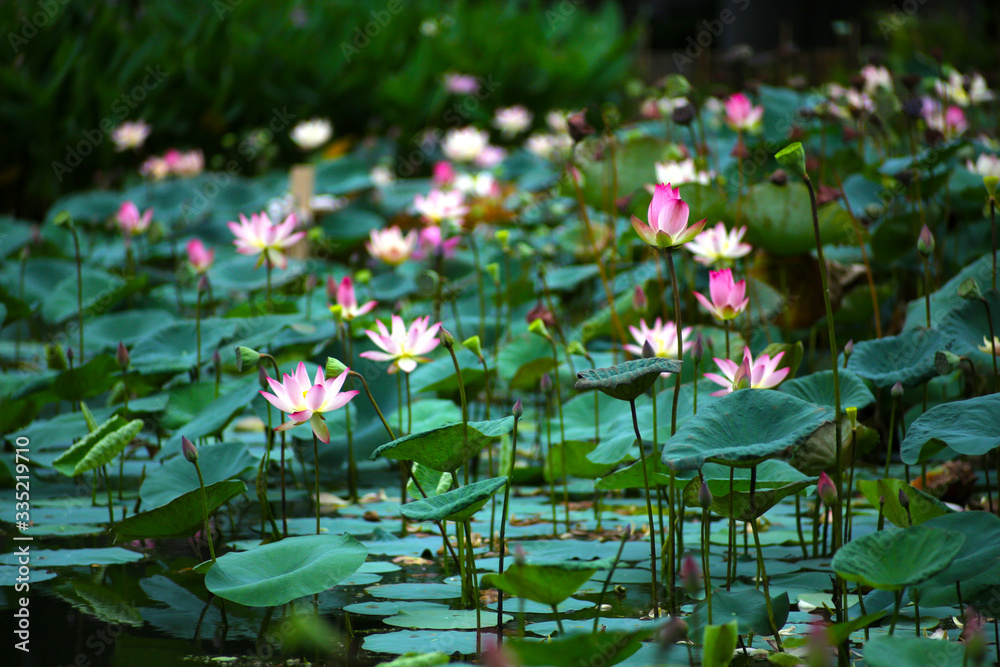 The pond is completely full of beautiful pink and white lotus flowers, which are full of vitality and full bloom The pond is completely full of beautiful pink and white lotus flowers, which are full of vitality and full bloom