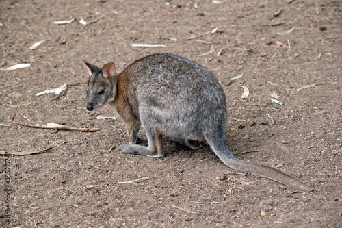 the red neck pademelon is a grey and tan marsupial