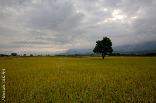 The golden rice field stands a green tree that guards the harvest
