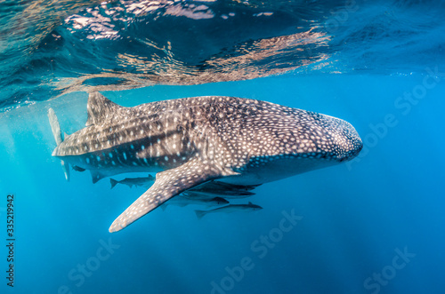 Whale Shark swimming in the wild, in crystal clear water © Aaron