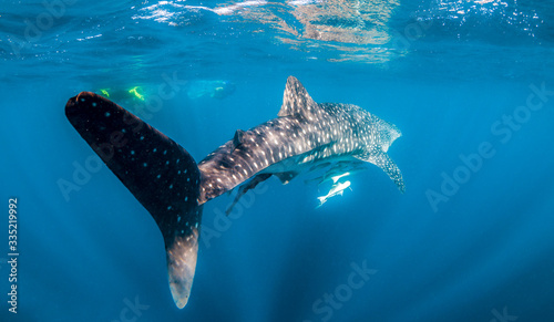 Whale Shark swimming in the wild  in crystal clear water