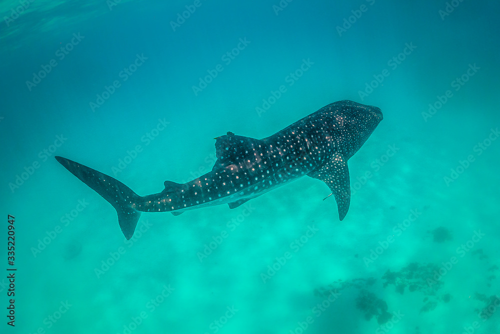 Obraz premium Whale shark swimming in the open ocean in the wild
