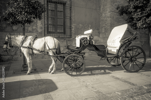 horse carriage in the city of Cordoba
