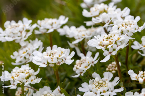 Weisse Blüten der Gänsekresse vor grünem Hintergrund