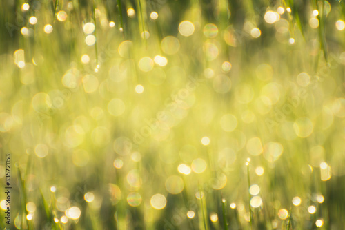 The background from natural grass and dew with a bright bokeh.