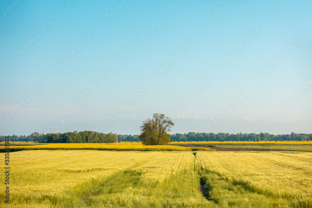 View of the field with young wheat and blossoming rapeseed on a sunny day. Farmland, rural landscape.