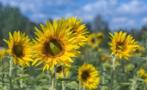 Fototapeta Naklejka Na Ścianę i Meble -  Yellow sunflowers blooming in the field in summer