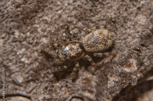 macro close-up photograph of a wild spider  insect details