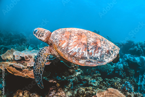 Green sea turtle swimming in the wild among beautiful coral reef