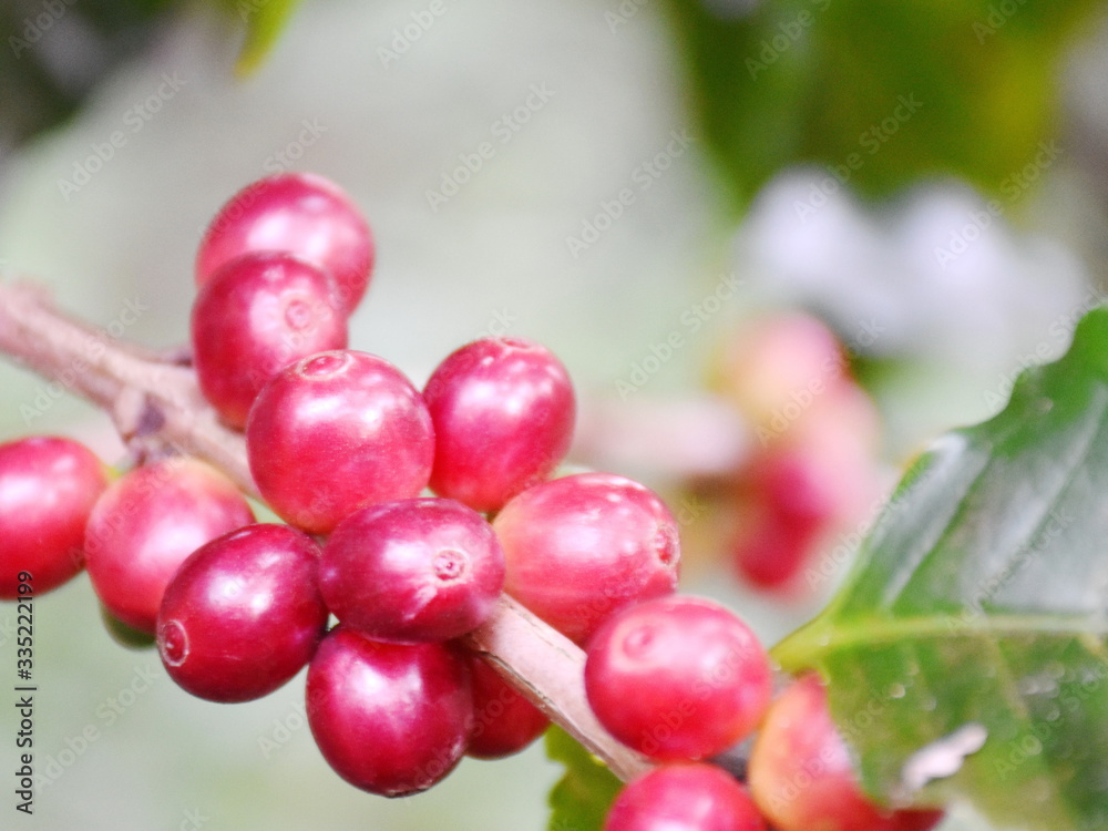 Coffee berries on tree of branch in plantation.
