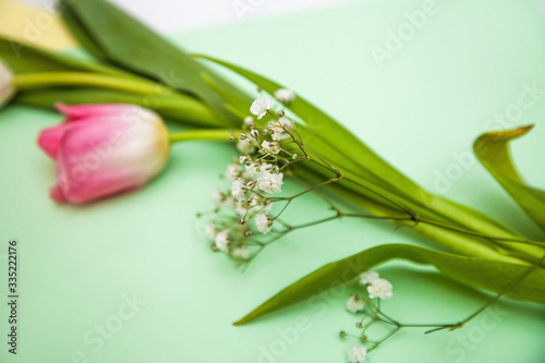 one pink tulip on a gently green background