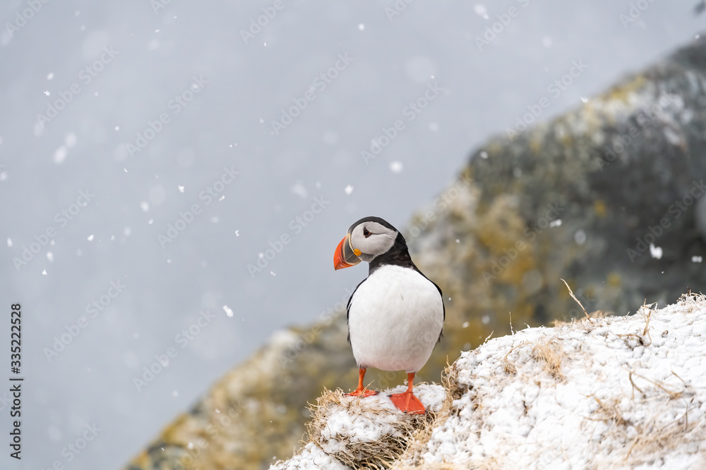 Atlantic Puffin (Fratercula arctica) portrait, Hornøya, Norway Atlantic Puffin (Fratercula arctica) portrait, Hornøya, Norway