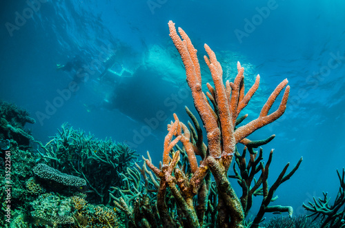 Colorful hard coral reef in clear blue water