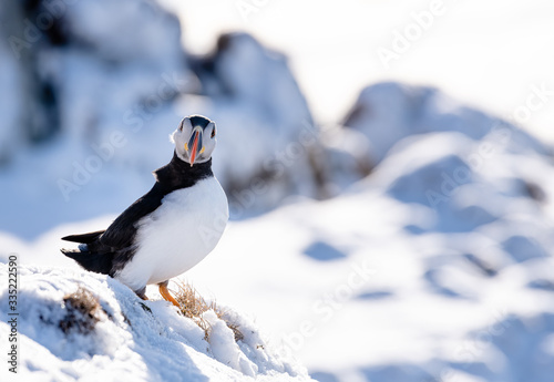 Atlantic Puffin  Fratercula arctica  portrait  Horn  ya  Norway