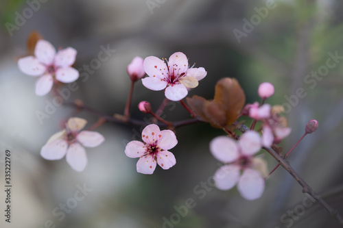 Kirschblüte, Kirschblütenfest, 2020