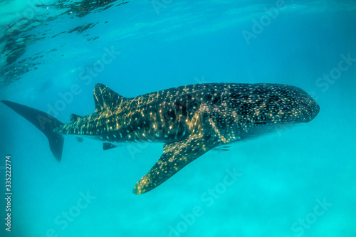 Beautiful large whale shark swimming in the clear blue open ocean