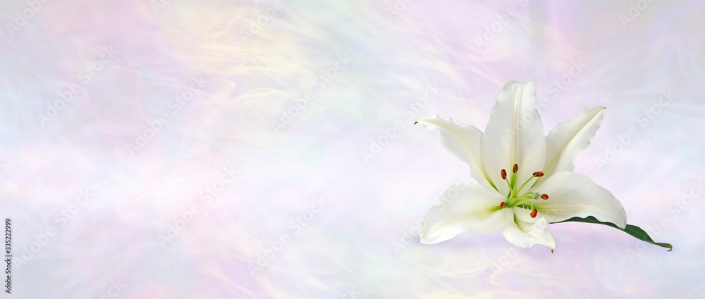 Funeral Wake Order of Service Lily Banner Background - white lily head