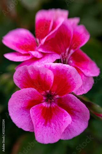 Pink/red/purple Geranium
