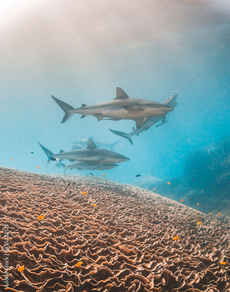 Naklejka premium Reef Sharks schooling among colorful coral reef in clear blue ocean