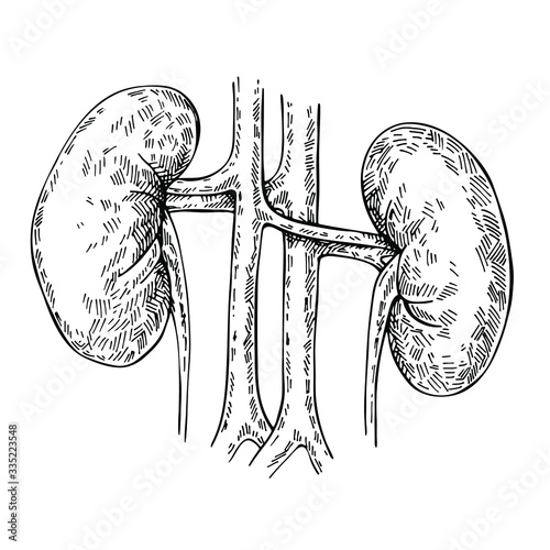 Sketch Anatomical kidneys organ.  Human anatomy. Hand drawn Kidney. 