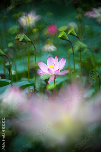 Summer pond is full of beautiful pink lotus