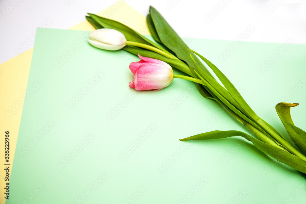 delicate tulip on a beautiful yellow-green background