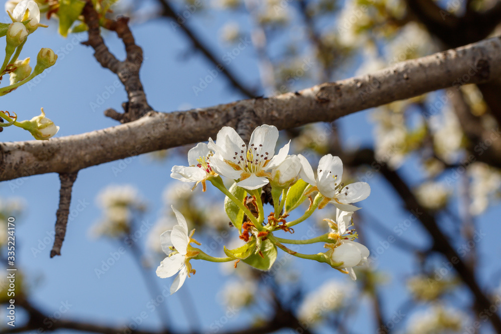 Pear Tree in Spring Blossom