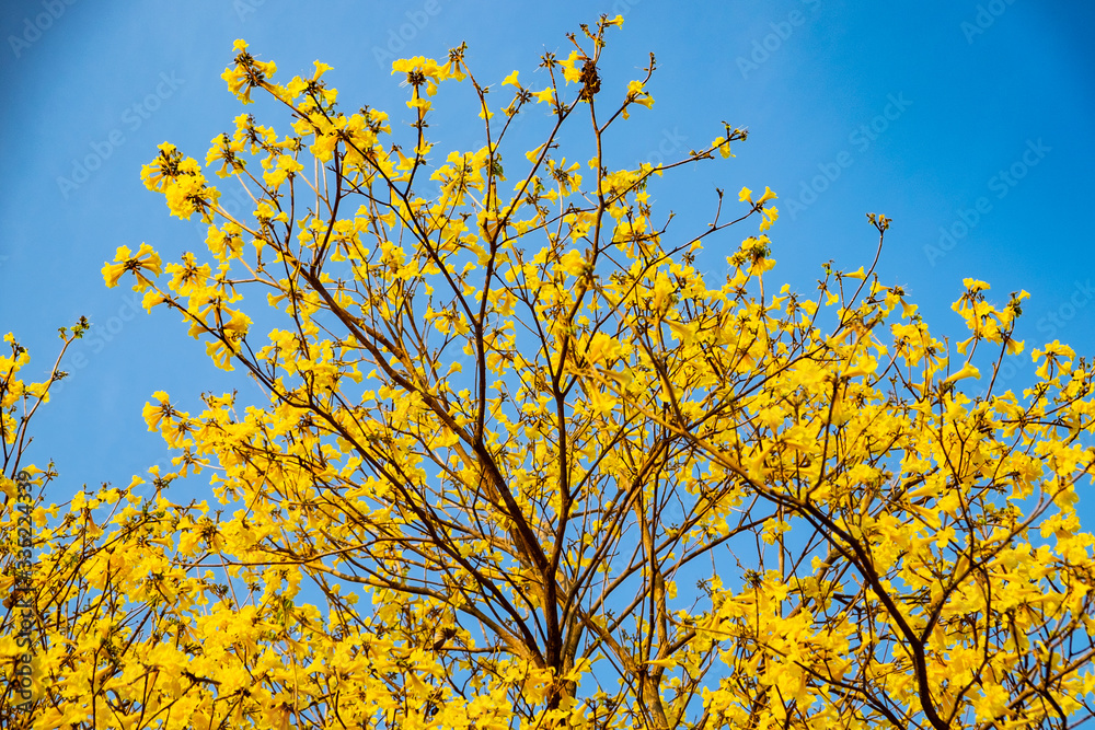 Blooming Golden Trumpet (Tabebuia chrysantha) flower in blue sky