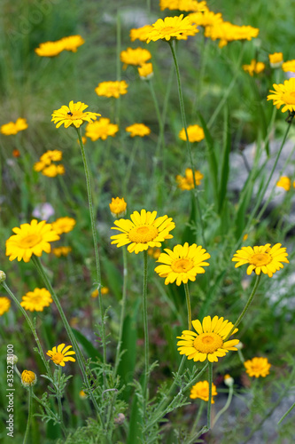 Yellow blooming Crown Daisy or corn marigold plants. Calendula. Glebionis coronaria or glebionis segentum.