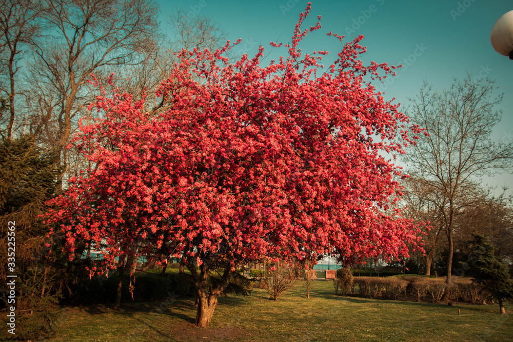 Burgas