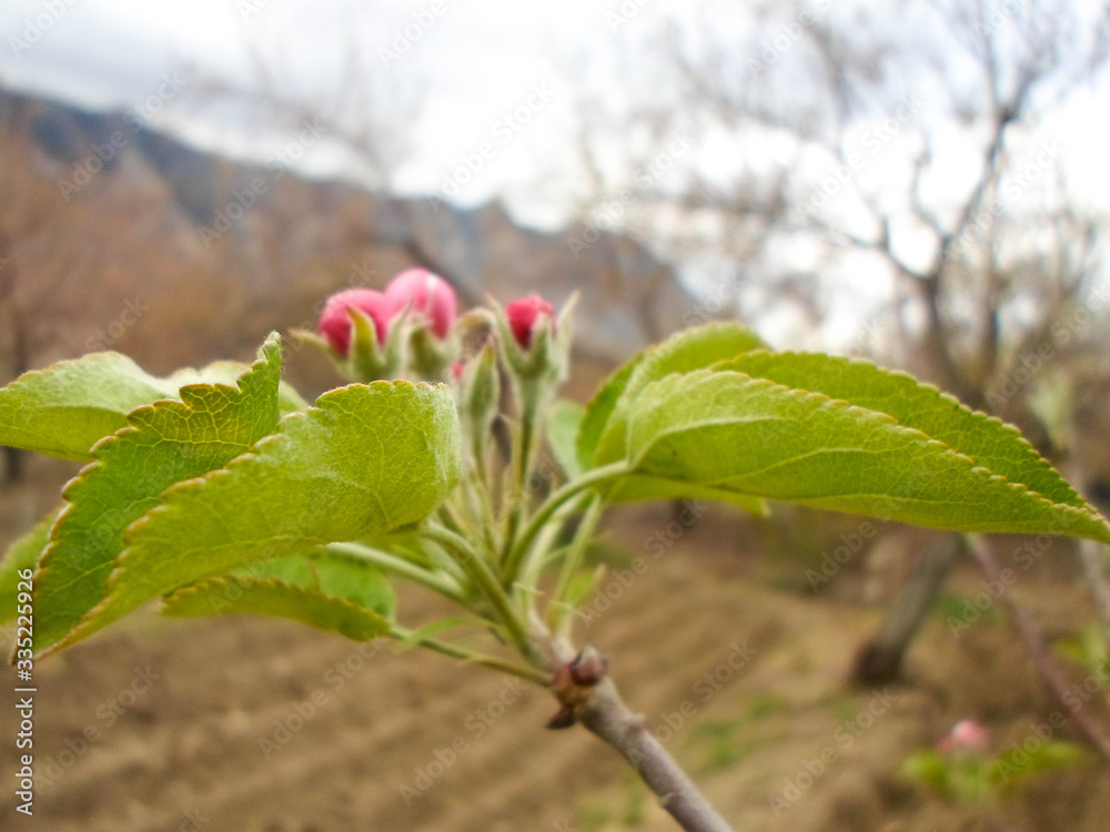 Pink blossom of a tree apple tree in a city park on a spring day. delicate flowers of apple trees, beautiful flowers on the garden Pink blossom of a tree apple tree in a city park on a spring day. delicate flowers of apple trees, beautiful flowers on the garden