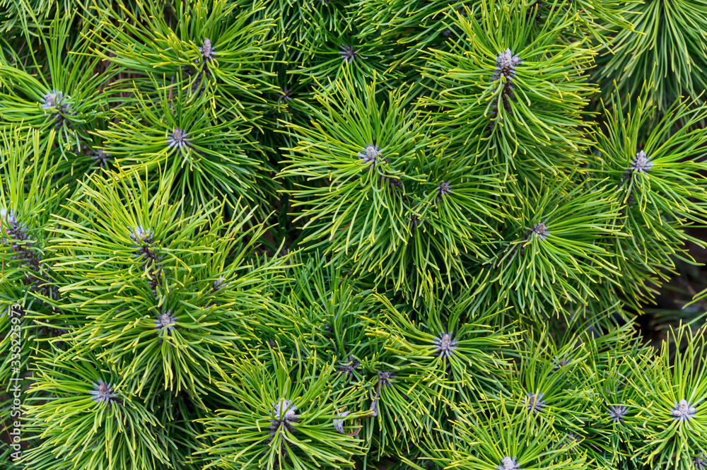 Background texture of a spruce branch for a Christmas card. Natural spruce branches. Background texture of a spruce branch for a Christmas card. Natural spruce branches.
