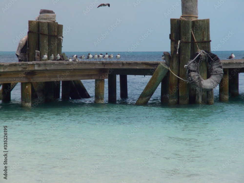 flock of seagulls perched on an old wooden pier in Mexico