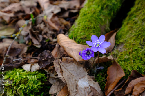 Blühendes Leberblümchen (lat.: Hepatica nobilis) im Vorfrühling an einem Baumstamm mit Moos