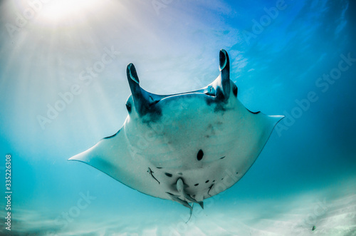Manta Ray swimming peacefully in the wild in clear blue water