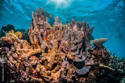 Underwater shot of colorful coral reef in clear blue water