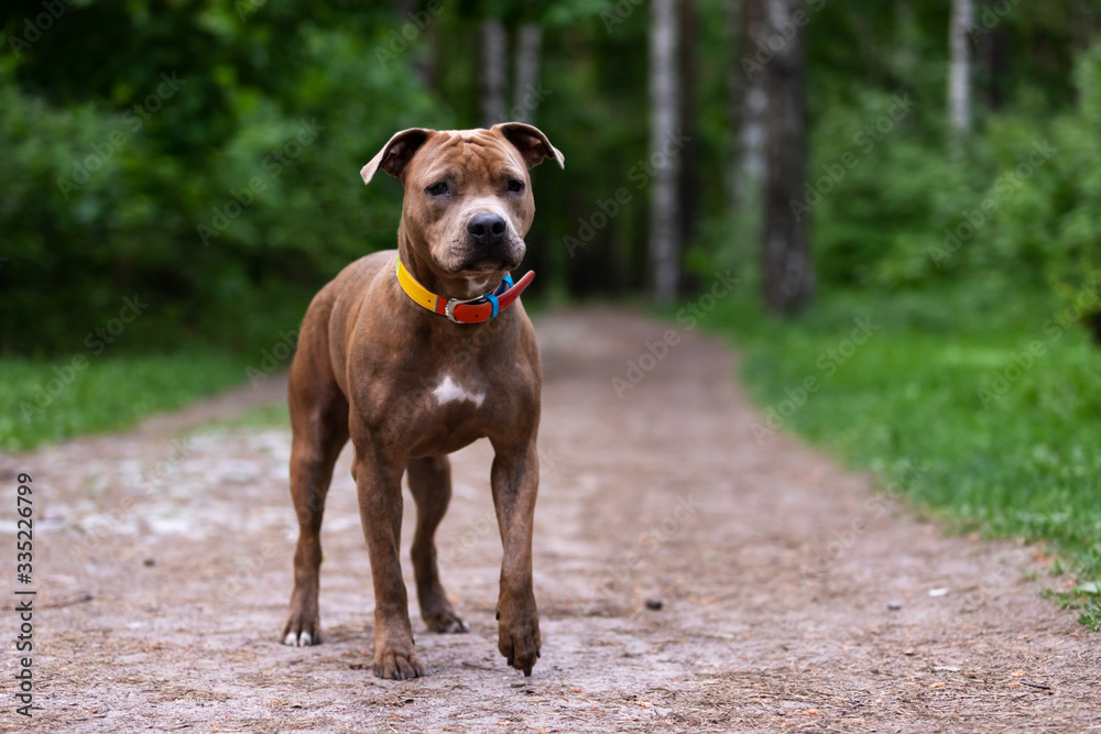 Adorable red dog walks outdoor at summer Adorable red dog walks outdoor at summer