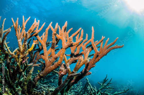 Underwater shot of colorful coral reef in clear blue water